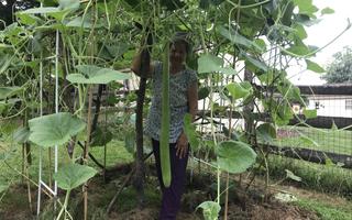 Calabash Long Squash