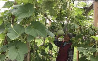 Gourds
